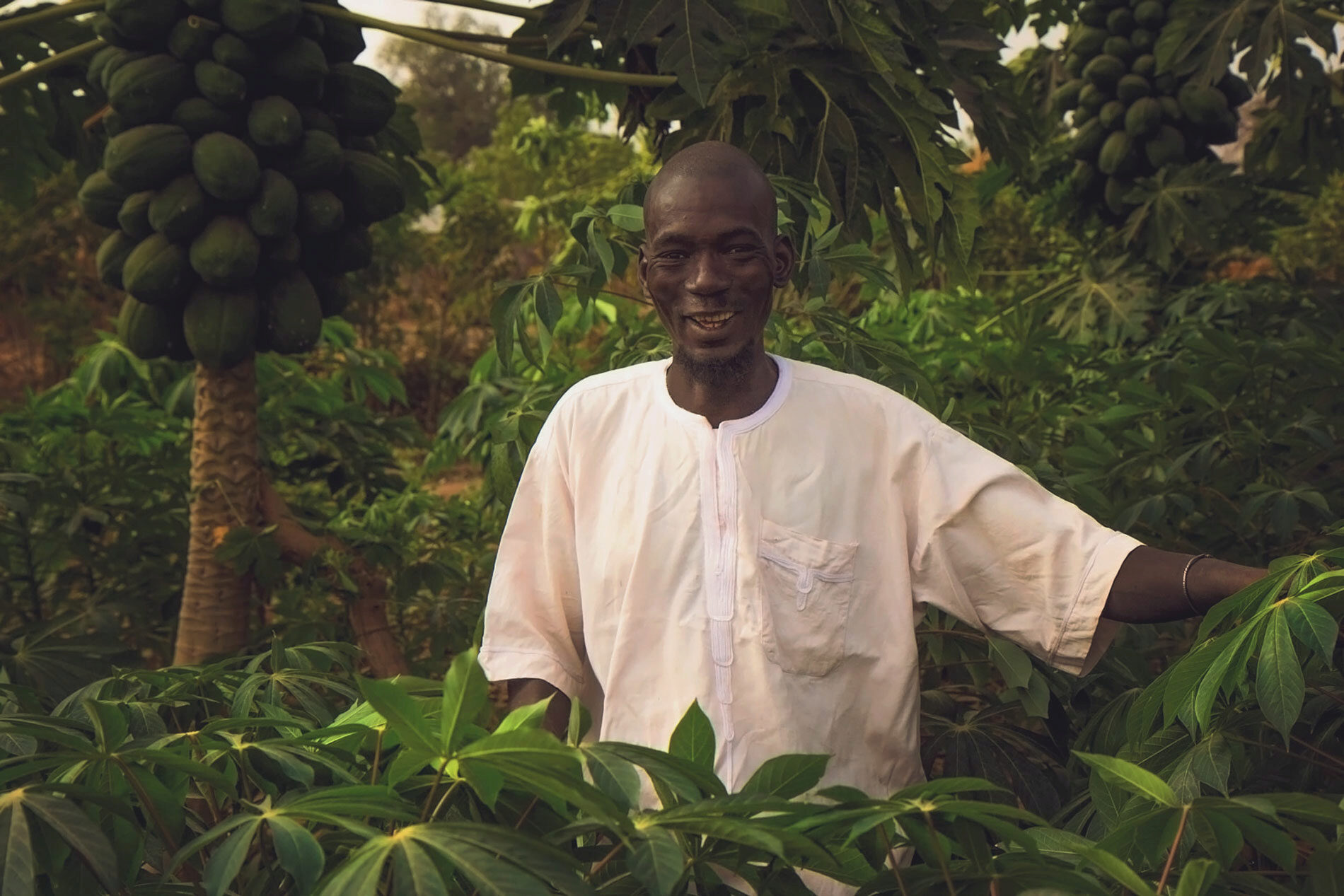 A person standing in a lush papaya plantation, wearing a white shirt, surrounded by green foliage and papaya trees bearing fruit.